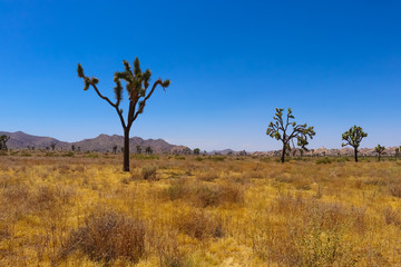 Joshua tree in the Mojave desert