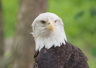Bald eagle!