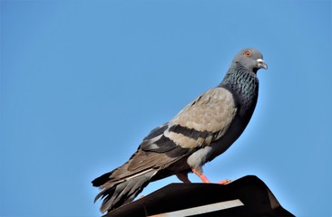 Dove is on the ridge Blue background