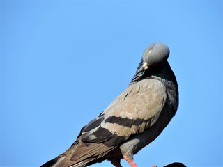 Dove is on the ridge Blue background