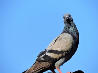 Dove is on the ridge Blue background
