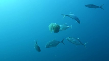 School of Club-nosed Trevally, Carangoides chrysophrys feeding on Mosaic Jellyfish in Andaman sea