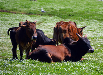 Brahman is an American breed of zebuine beef cattle. It was bred in the United States from 1885...