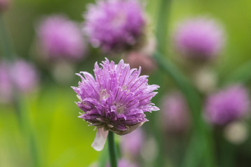 Schnittlauchblüte