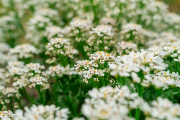 Globe candytuft or Iberis umbellata field blooming. Blurred soft summer background of flowers shining by sun with bokeh effect. Background creative wallpaper for installation and design