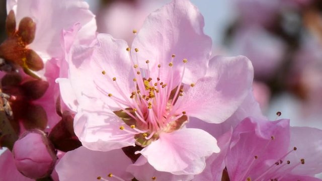 Focusing of pink Plum blossom named Prunus mume