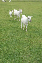 Obraz premium sheep family