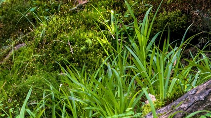 The impenetrable forest