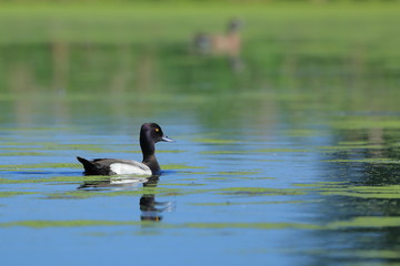 Lesser scaup - Aythya affinis - swimming in pond with duckweed