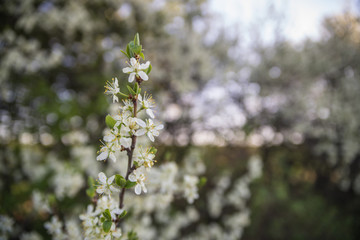Schlehe in voller Blüte