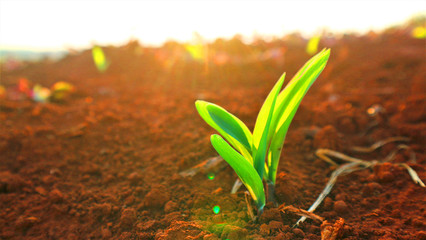 Growing seedlings, morning sunshine background