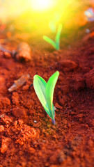 Growing seedlings, morning sunshine background
