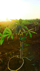 Tapioca tree and sunshine