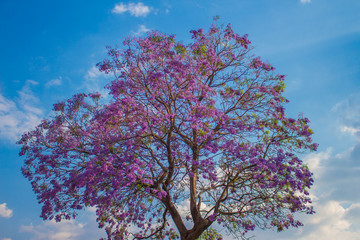 jacarandas durante la primavera