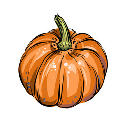 Pumpkin vector illustration - 275574149