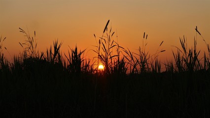 sunset over wheat field