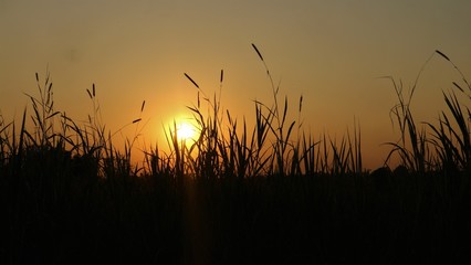 sunset over wheat field
