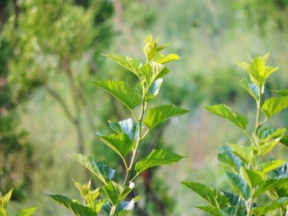 The mulberry trees are growing, the green background will not be long, will result from the garden of Thailand.