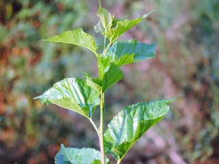 The mulberry trees are growing, the green background will not be long, will result from the garden of Thailand.