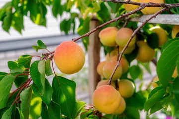 Very large ripe apricots on a tree branch in the garden. Maturing apricots on tree branch during summer time, fruit development. Concept of nature, organic food and gardening