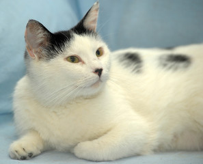 white with black spots cat lies on a blue background