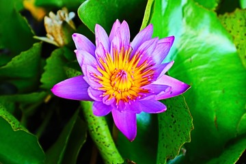 Beautiful fresh lotus flowers suitable for background images