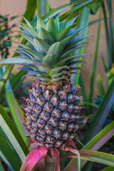 Fototapeta premium Retoño de piña en Mazunte