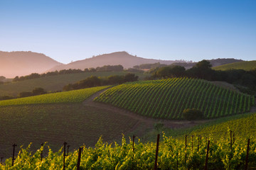 A generic Napa Valley vineyard