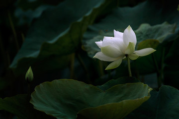 beautiful white lotus flower blossom