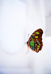 Fototapeta na wymiar Malachite Butterfly