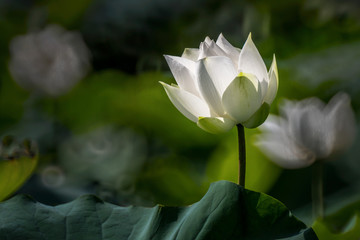 beautiful white lotus flower blossom