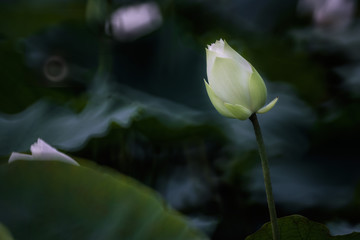 beautiful white lotus flower blossom