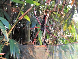 Golden spider web, red long legs