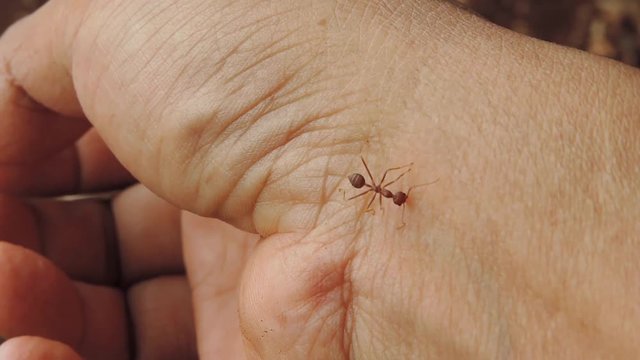 One ant bites someone's arm