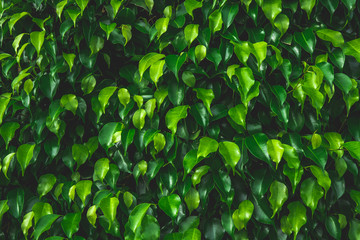 abstract green leaf texture,tropical leaf, dark green foliage in rain forest, nature background