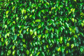 abstract green leaf texture,tropical leaf, dark green foliage in rain forest, nature background