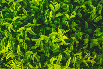 Obraz premium abstract green leaf texture,tropical leaf, dark green foliage in rain forest, nature background