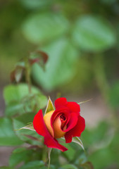 Rosebud - Ketchup and Mustard variety