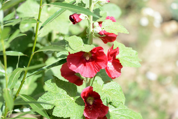 Hollyhock (Alcea rosea) red flowers in the summer garden on a bright sunny day close-up
