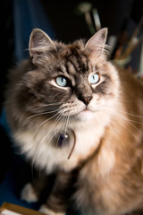 Siberian Domestic Cat