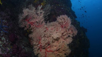 Knotted sea fan, Melithaea ochracea in tropical coral reef 