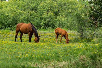 Naklejka na ściany i meble Mother Horse Grazing on Yellow Flowers with Foal