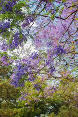 Detalle Árboles de Jacarandas en Ciudad de México