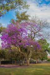 Árboles de Jacarandas en Ciudad de México