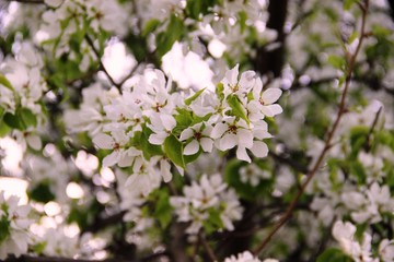 branch of white pear blossoms against