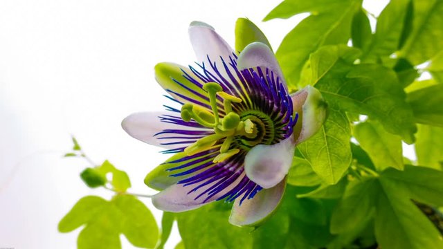 Timelapse of passion flower bloom opening and closing on white background.4K