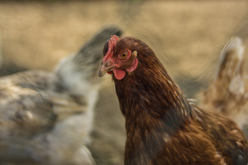 Huhn auf dem Bauernhof