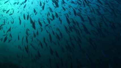 School of Scissor tailed fusilier, Caesio caerulaurea during the sunset dive in Andaman sea