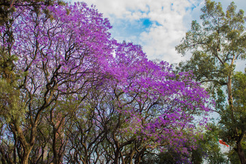 Árboles de Jacarandas en Ciudad de México