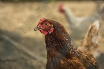 Huhn auf dem Bauernhof